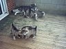 Pups 36.jpg